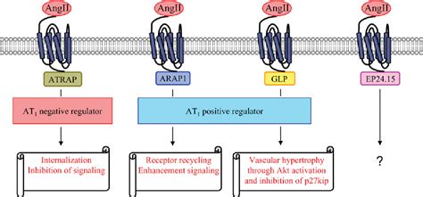 AT1 Receptor Structure