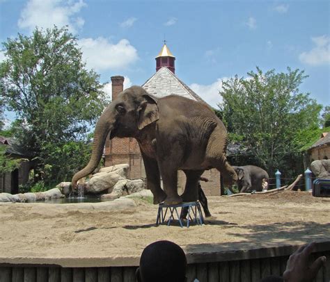 Audubon Zoo Food Stamps Program