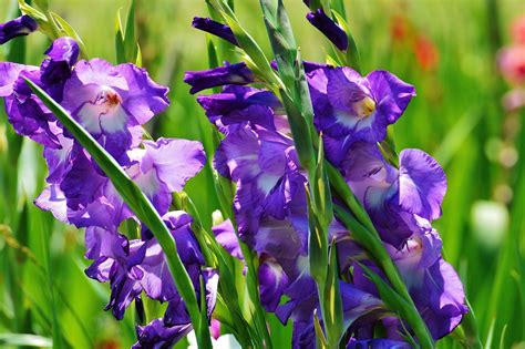 August Gladiolus