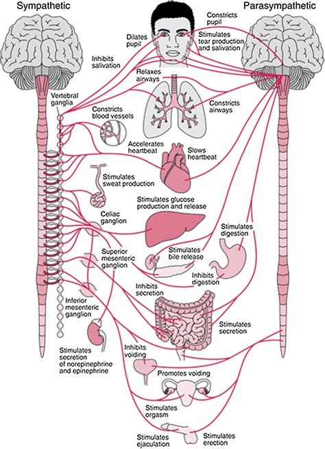 Autonomic Nervous System