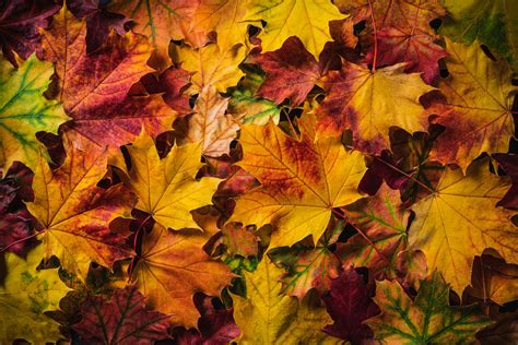 Autumn Leaves Invitation