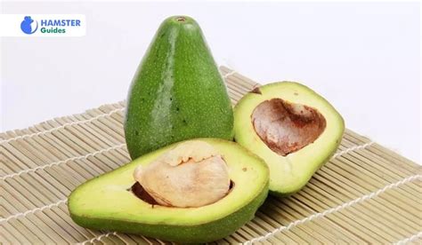 Avocado is toxic to dogs