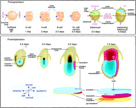 Coordination of axis development