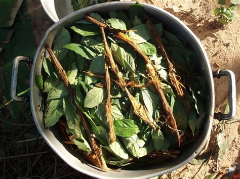 Ayahuasca brew