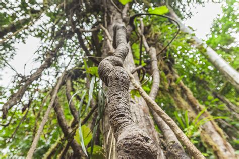 Ayahuasca plant