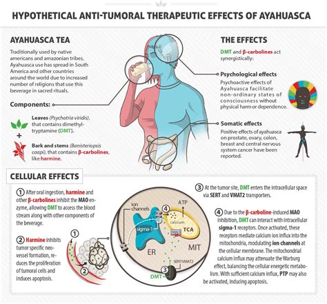 Ayahuasca risks