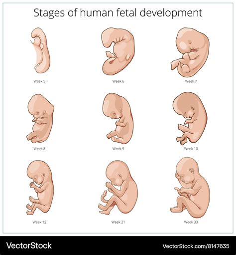 Baby Development