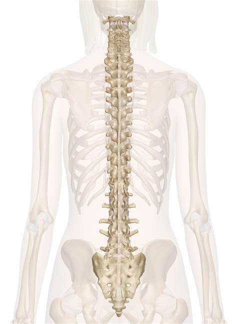 Backbone Anatomy