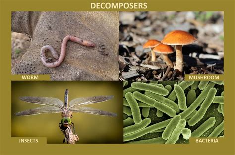 Bacteria decomposers