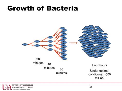 Bacterial growth in hummingbird feeders