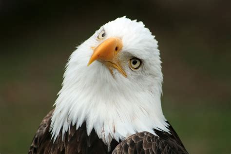 Bald Eagle in Flight