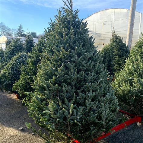 Balsam Fir Christmas Tree Freshness