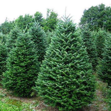 Balsam Fir Christmas Tree Health