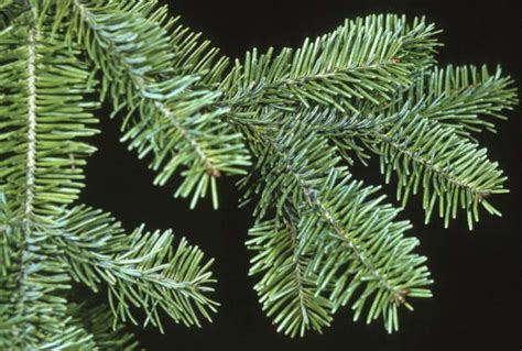 Balsam Fir Christmas Tree Maintenance