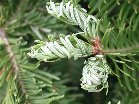 Balsam Fir Christmas Tree Pests