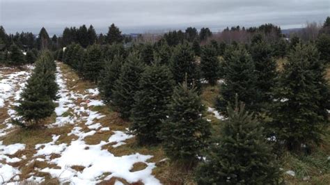 Balsam Fir Christmas Tree Recycling