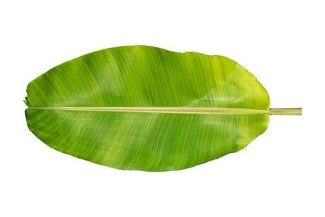 Banana Leaf Template