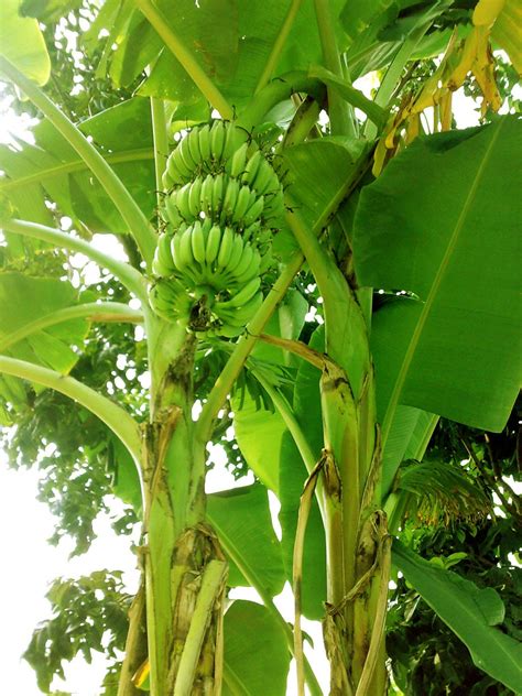 Follow the Georgetown Banana Tree on social media