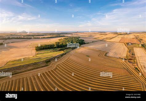 Walking through barley fields at sunset