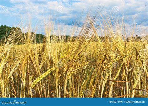 Barley fields harvest