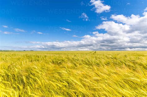 Barley fields landscape