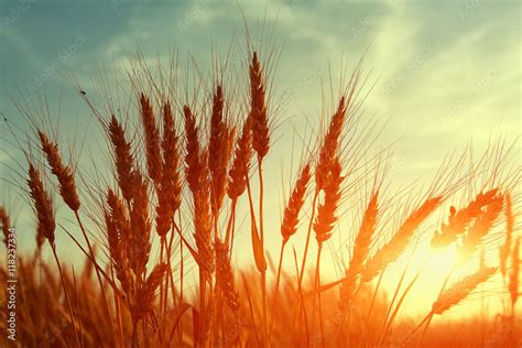 Barley fields at sunrise