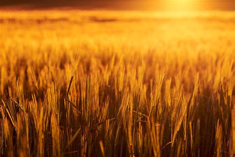 Finding solace in the fields of barley at sunset