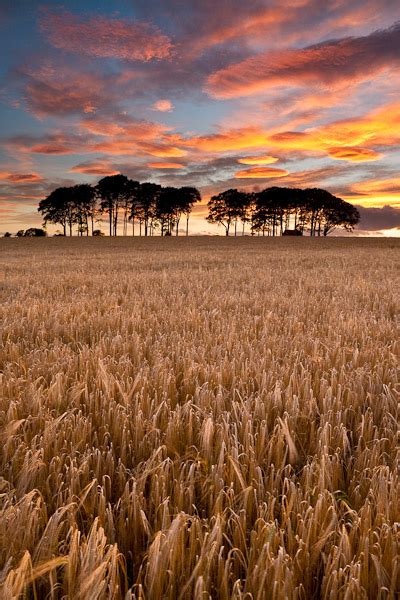 Barley fields at sunset