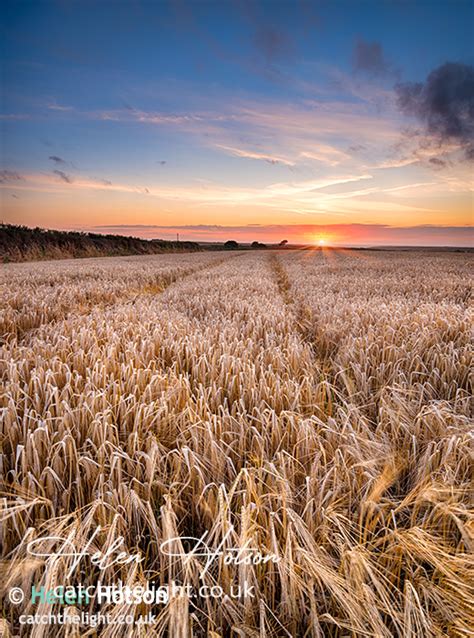 Barley fields at sunset