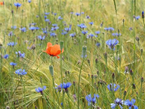 Barley fields with wildflowers