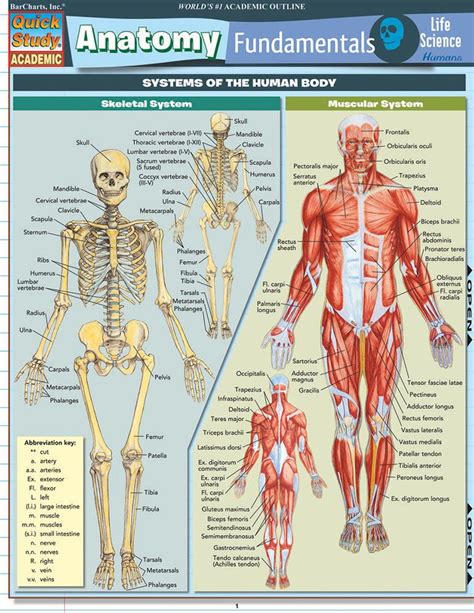 Basic Anatomy