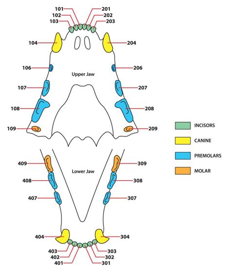 Basic feline dental chart