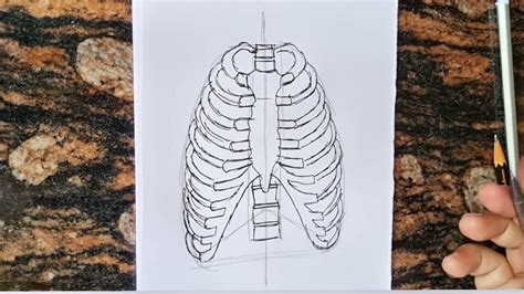 Basic Rib Cage Template