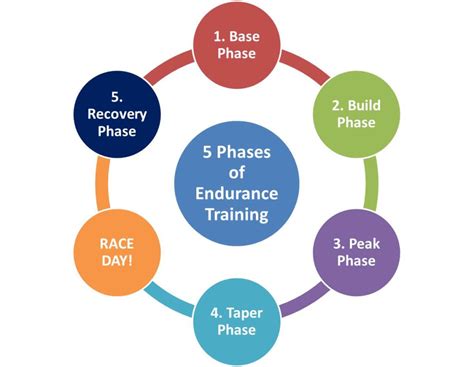 Basic training phases