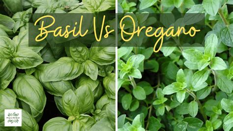 Basil and Oregano Companion Planting