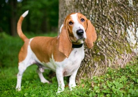 Basset Hound Conclusion and Final Thoughts