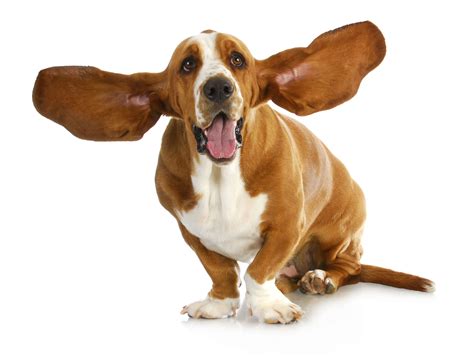 Basset Hound Ears