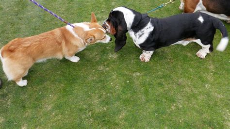 Basset Hound Exercise and Activity