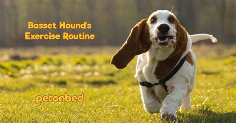 Basset Hound Exercise