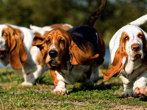 Basset Hound Family