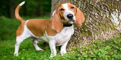 Basset Hound Grooming and Hygiene