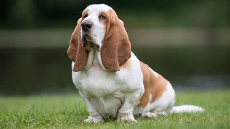 Basset Hound Health and Wellness