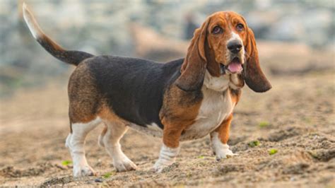 Basset Hound Health