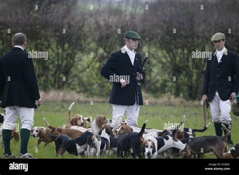 Basset Hound Hunting