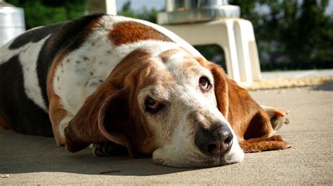 Basset Hound Nutrition