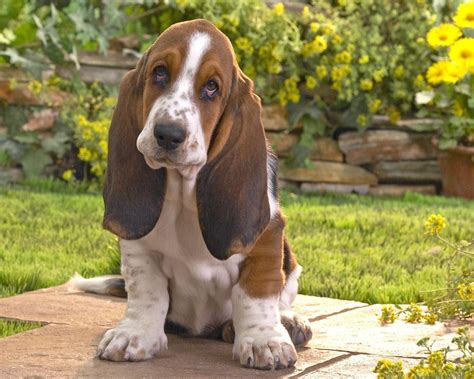 Basset Hound Puppies