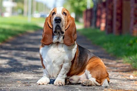 Basset Hound Short Ears