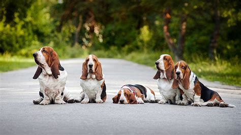 Basset Hound Training