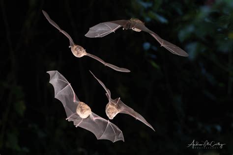 A bat in flight pumpkin carving template