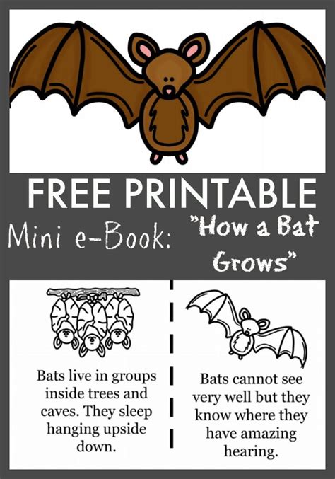 Bat Wing Educational Activities